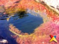 /album/fotogaleria-paisajes-colombianos/vinatur-cano-cristales-7-jpg/